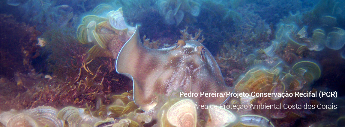Área de Proteção Ambiental Costa dos Corais